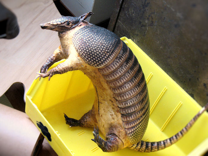 THE SCARY ARMADILLO