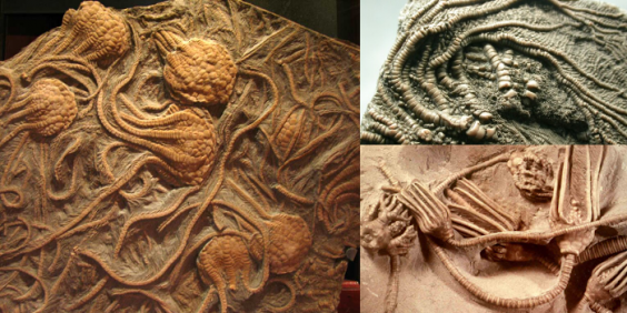 Crinoid the Extinct Sea Lily – Cranky Yellow