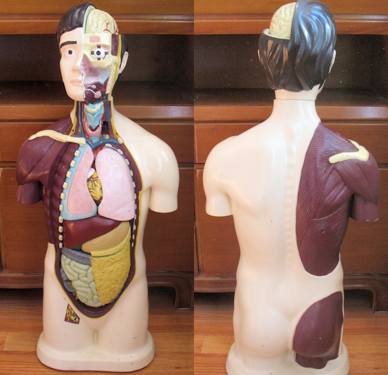 1964 Nystrom Anatomy Model