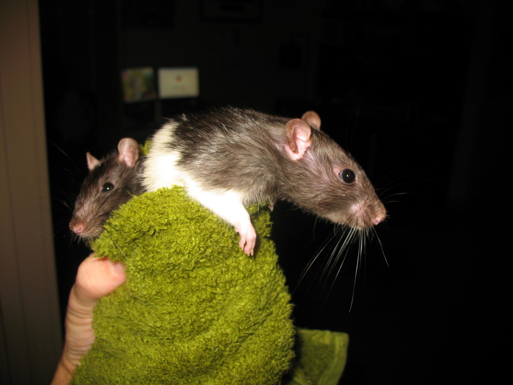 Rats after bath time.
