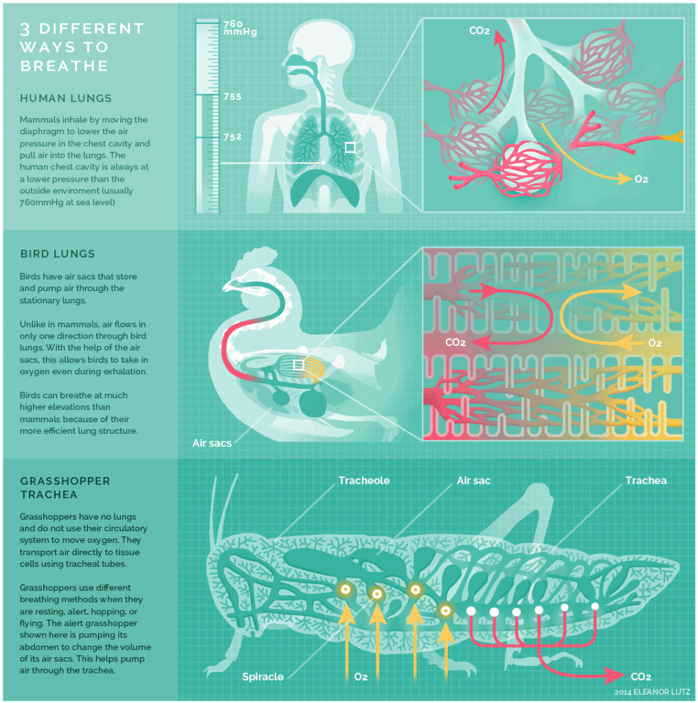 Breathing Infographic